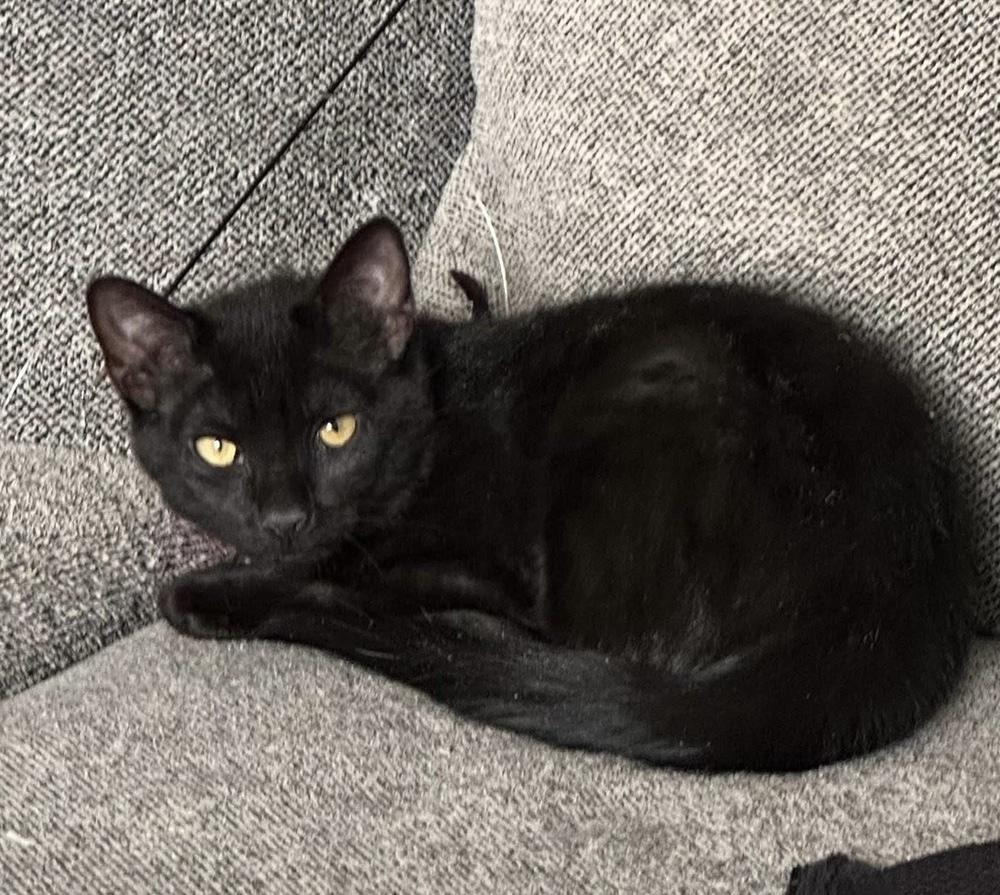 Folklore: Vila, a Adoptable Domestic Short Hair in Warren, CT image 6/6