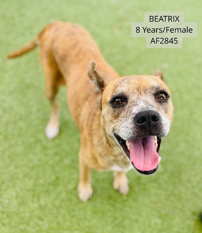 Beatrix, an adopted Mixed Breed in Wilmington, NC_image-1