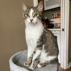 Paws MD 0722 (bonded with Morris), a Adoptable Domestic Short Hair in West Bloomfield, MI image 1/12