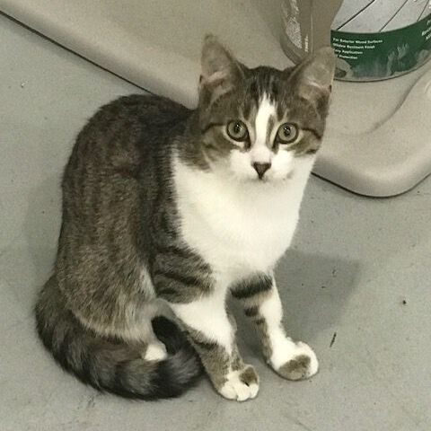 Paws MD 0722 (bonded with Morris), Adoptable, Adult Male Domestic Short Hair.