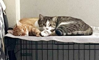 Paws MD 0722 (bonded with Morris), a Adoptable Domestic Short Hair in West Bloomfield, MI image 3/12