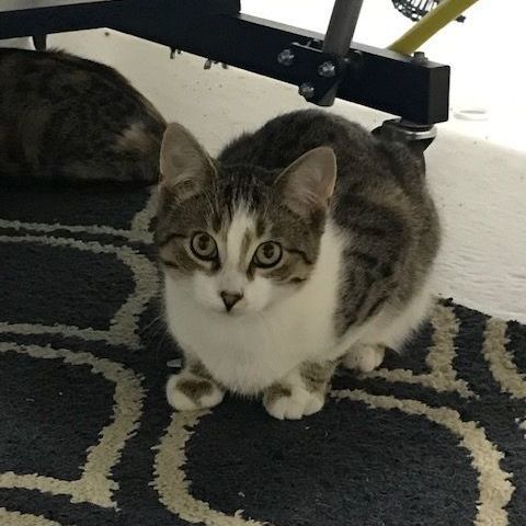 Paws MD 0722 (bonded with Morris), a Adoptable Domestic Short Hair in West Bloomfield, MI image 4/12