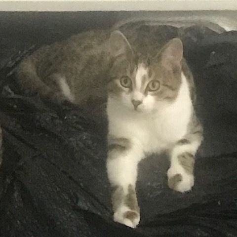 Paws MD 0722 (bonded with Morris), a Adoptable Domestic Short Hair in West Bloomfield, MI image 5/12