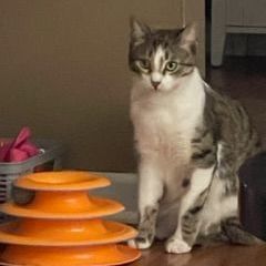 Paws MD 0722 (bonded with Morris), a Adoptable Domestic Short Hair in West Bloomfield, MI image 6/12