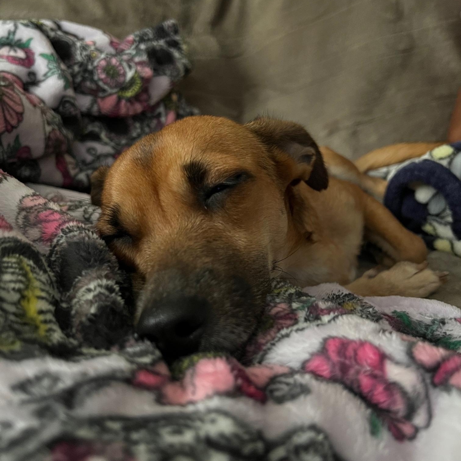 Enlarge Lluvia, a ADOPTABLE mixed breed in Pleasant Valley, NY image 4/6