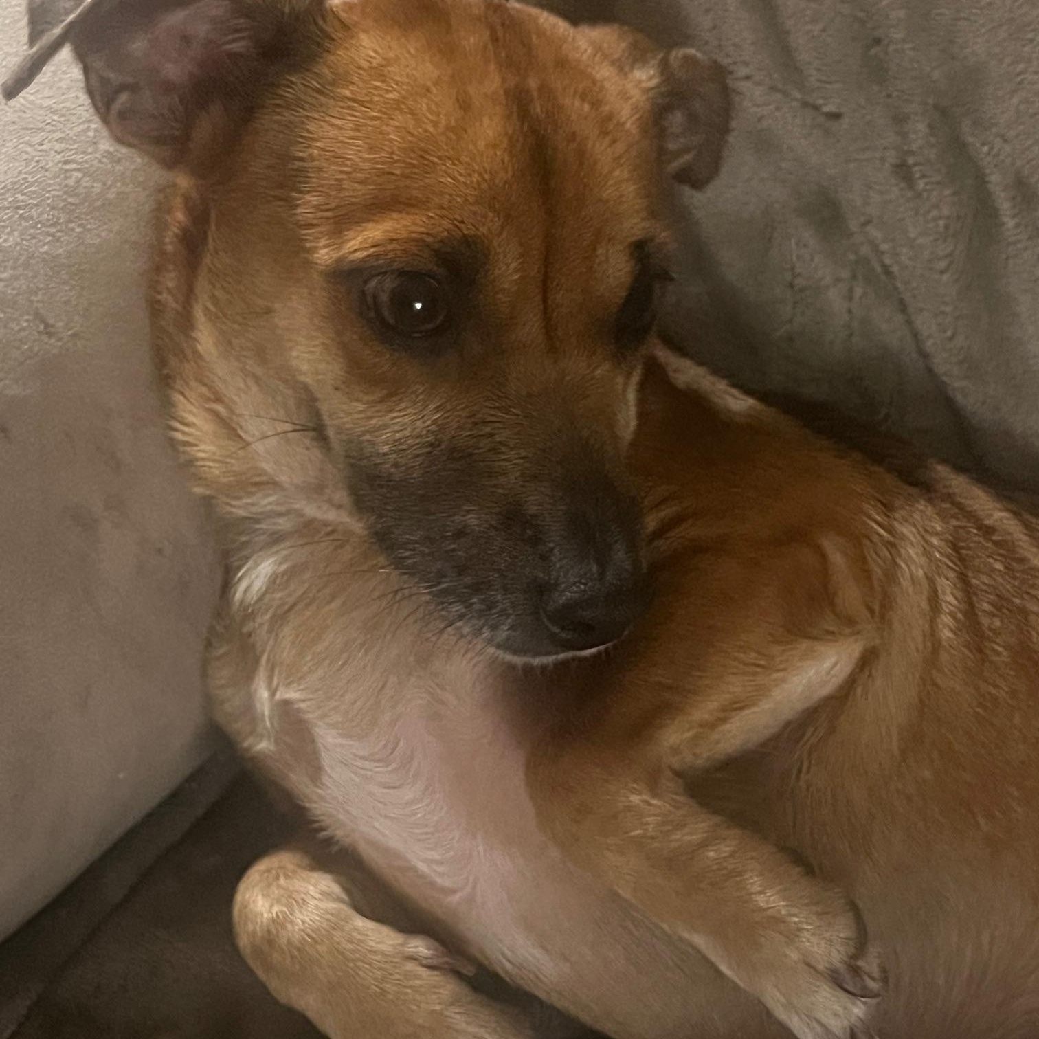 Enlarge Lluvia, a ADOPTABLE mixed breed in Pleasant Valley, NY image 5/6