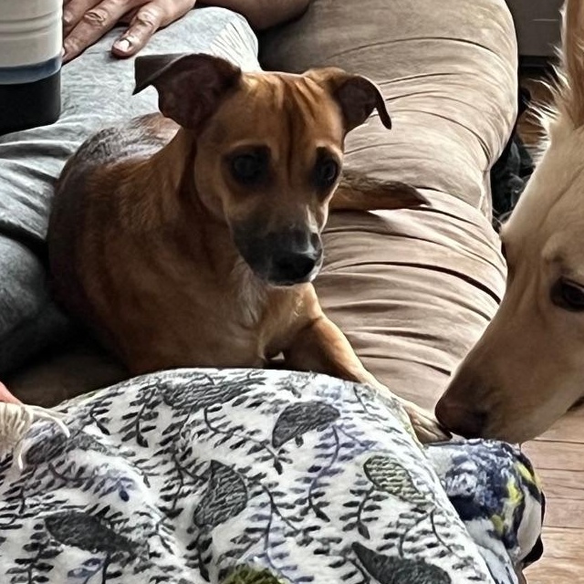 Enlarge Lluvia, a ADOPTABLE mixed breed in Pleasant Valley, NY image 3/6