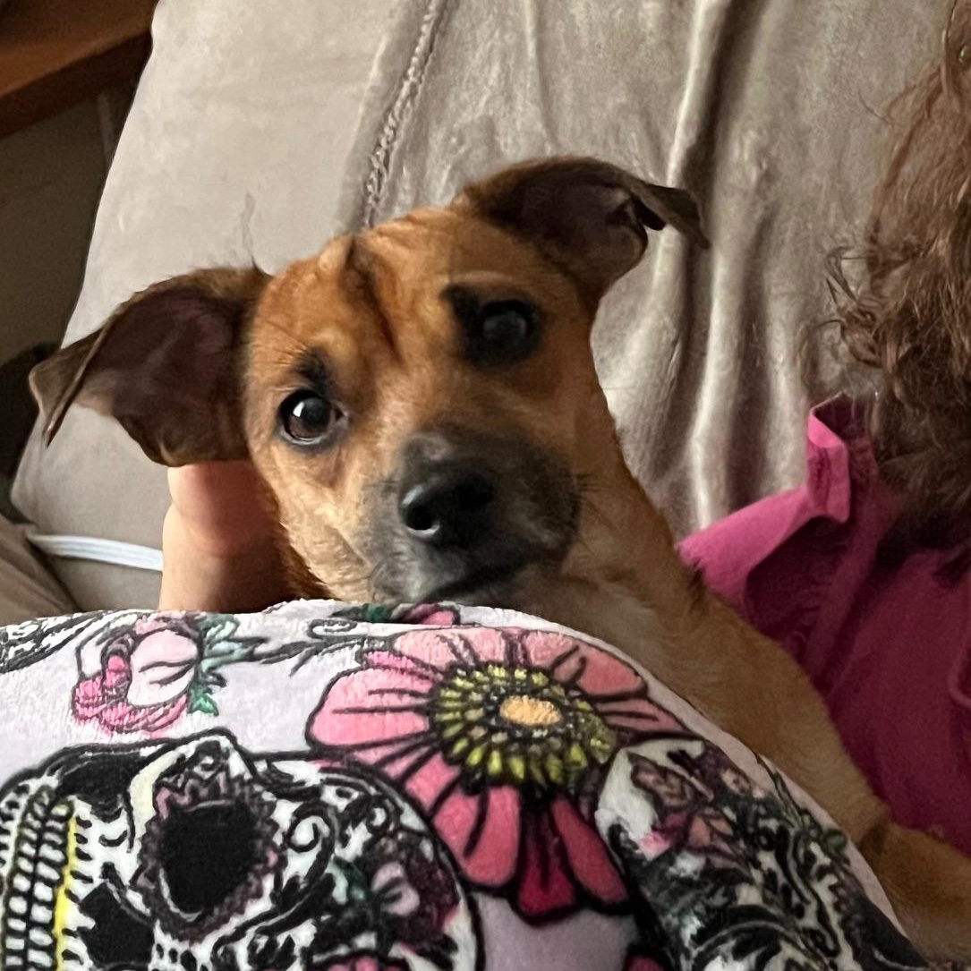 Lluvia, ADOPTABLE, Young Female Jack Russell Terrier.