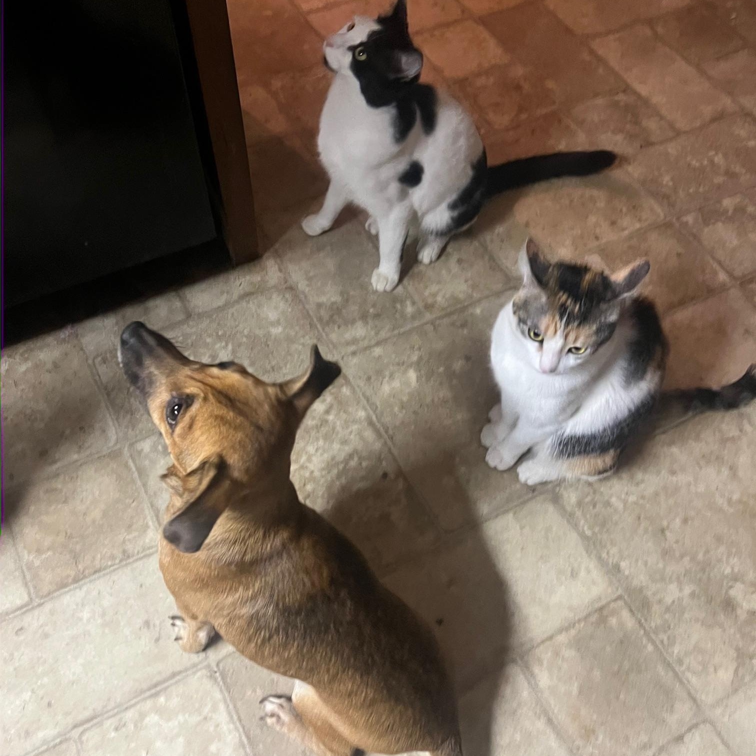 Enlarge Lluvia, a ADOPTABLE mixed breed in Pleasant Valley, NY image 6/6