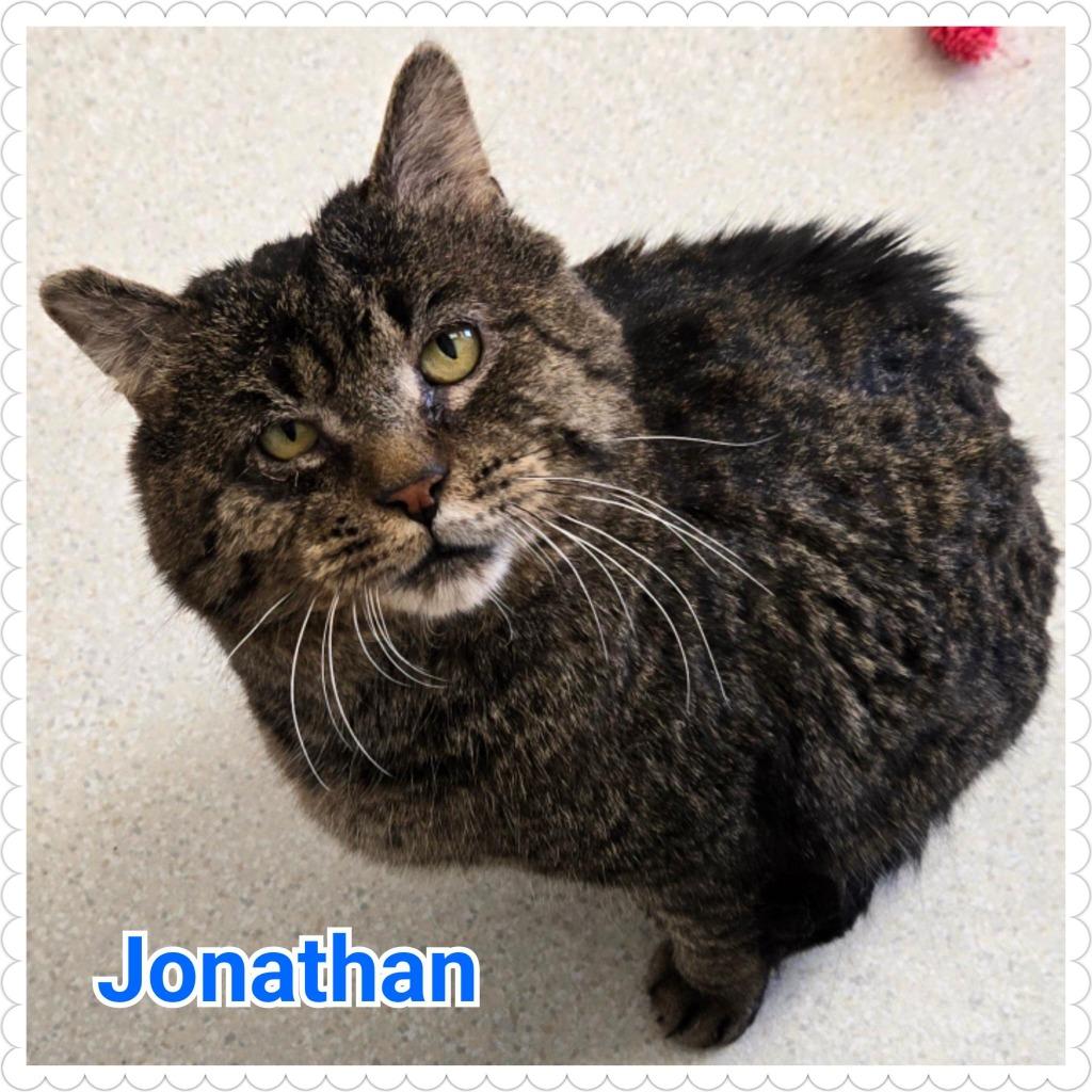Enlarge Jonathan, a Adoptable mixed breed in North Saint Paul, MN image 2/4