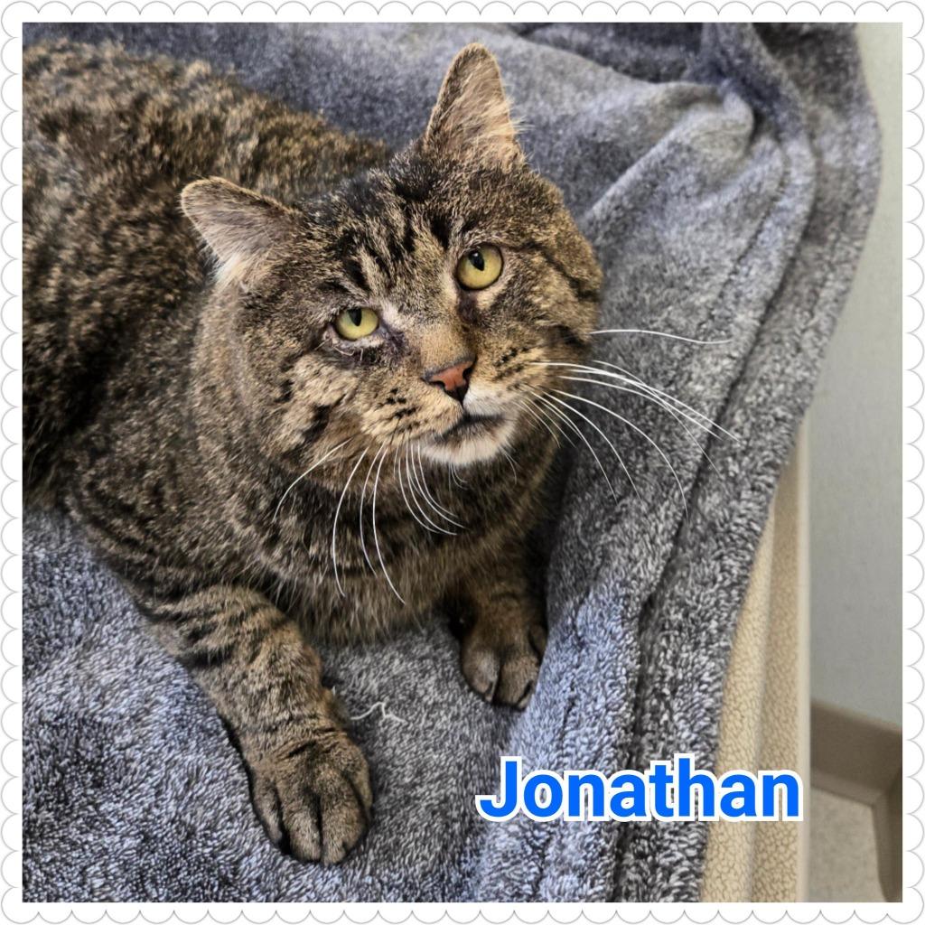 Jonathan, Adoptable, Adult Male Domestic Short Hair.