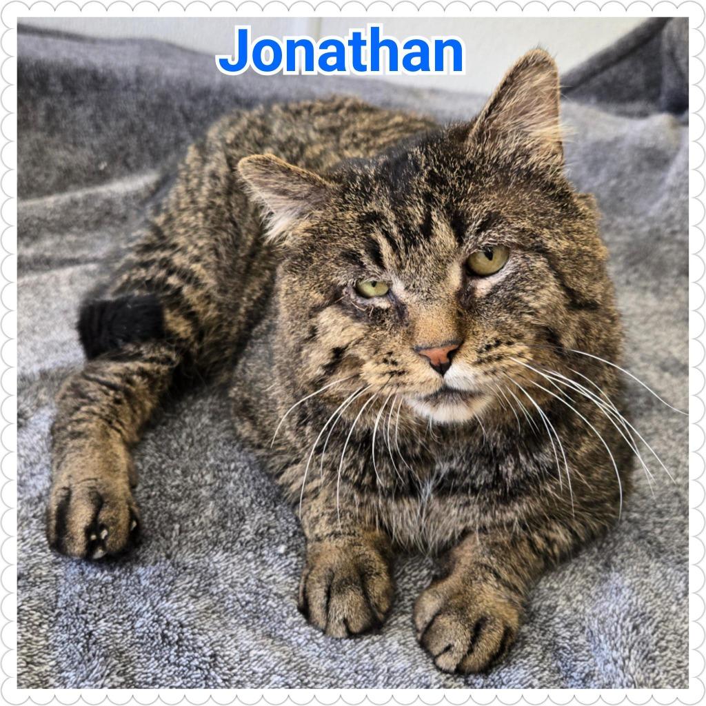 Enlarge Jonathan, a Adoptable mixed breed in North Saint Paul, MN image 3/4