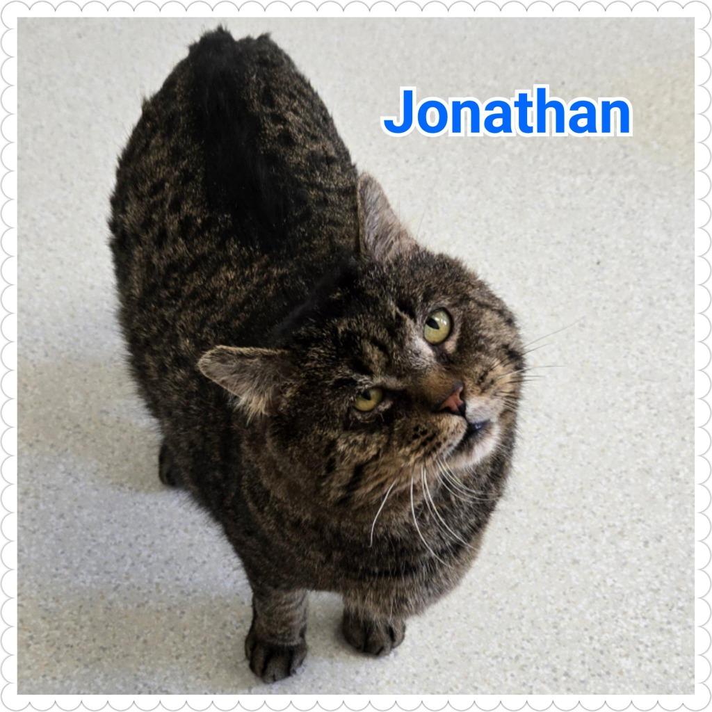 Enlarge Jonathan, a Adoptable mixed breed in North Saint Paul, MN image 4/4