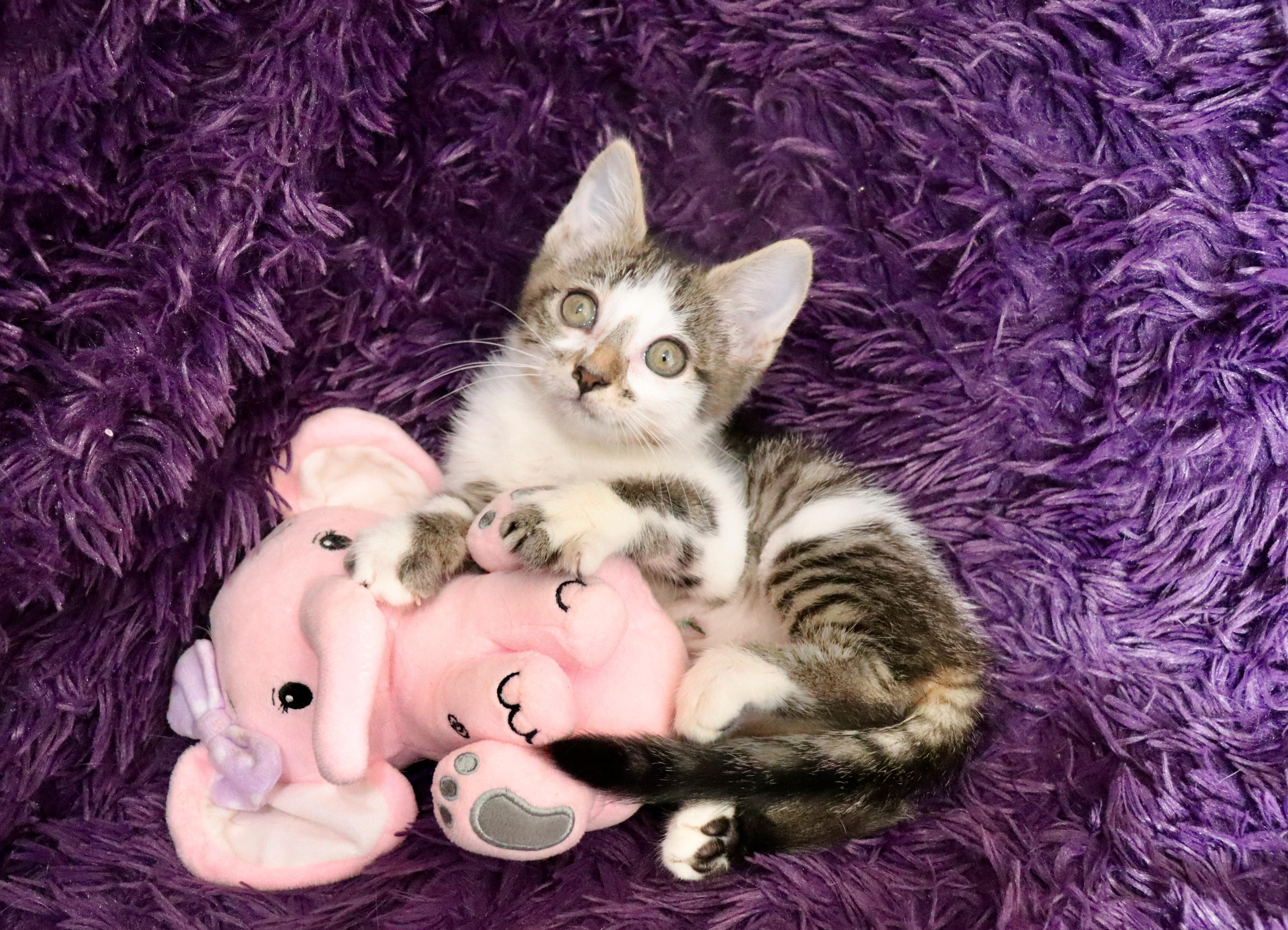 Ally, adopted, Kitten Female Turkish Van & Domestic Short Hair.
