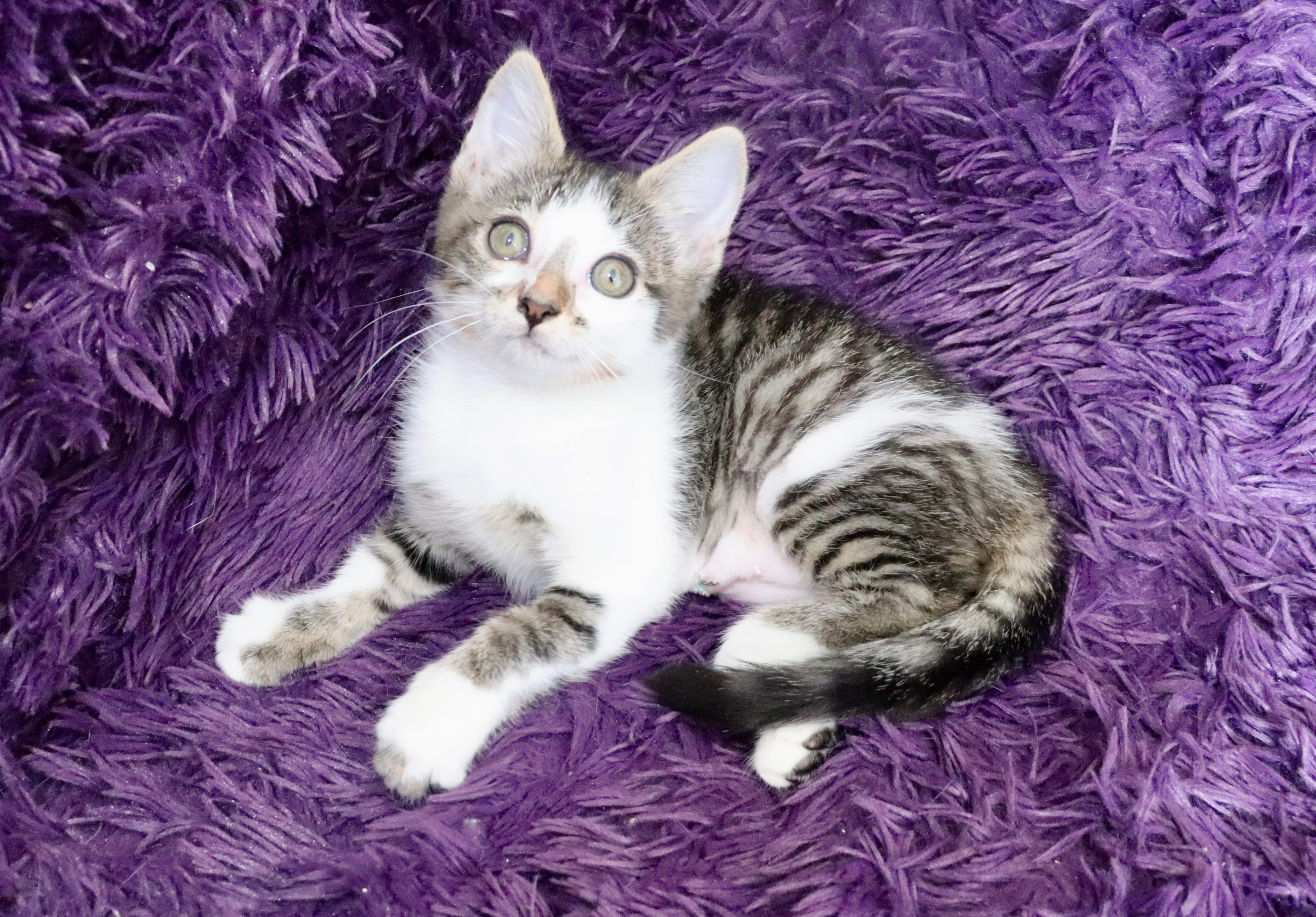 Ally, an adopted mixed breed in Saint Augustine, FL image 3/6