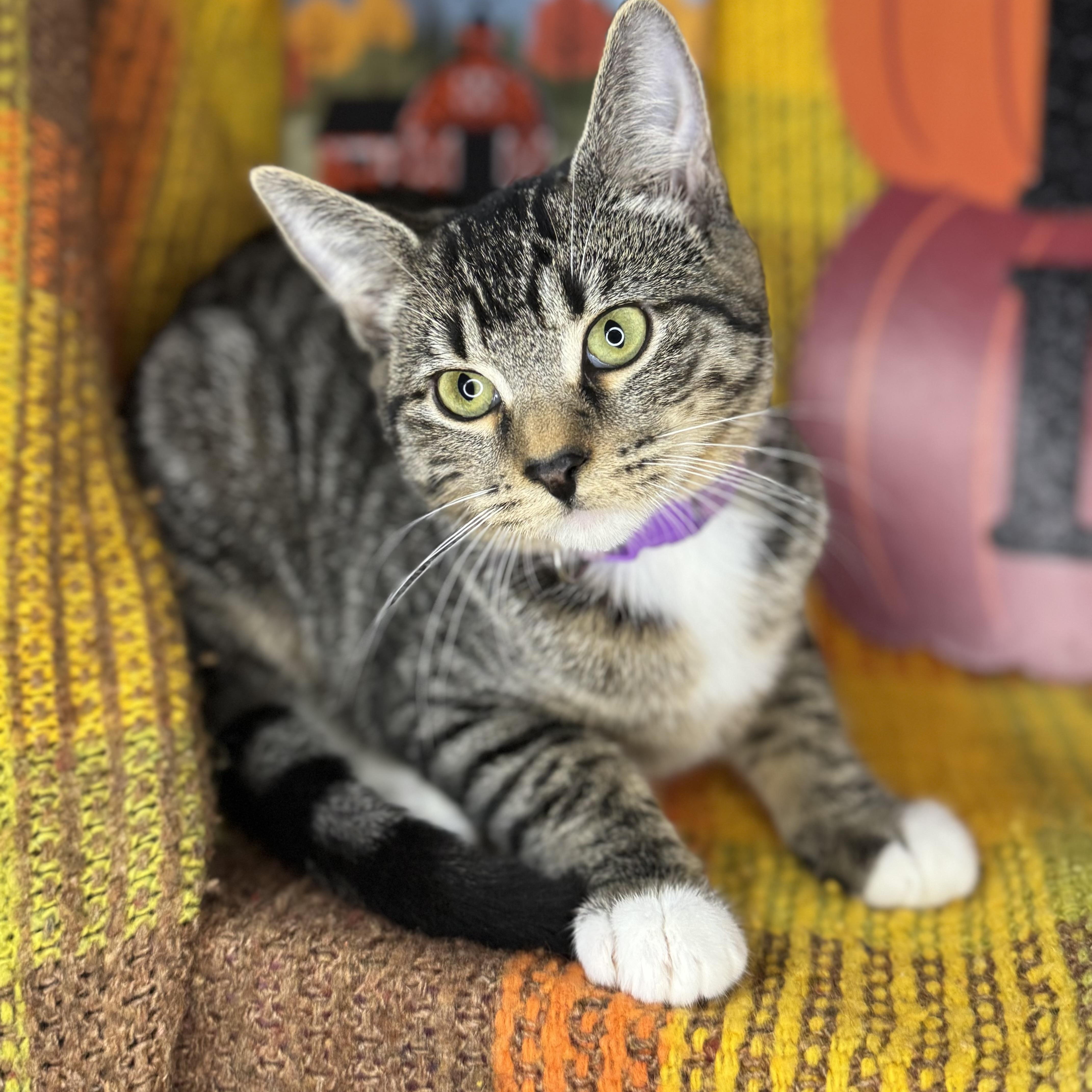 Enlarge Poppy, an adopted mixed breed in Mount Vernon, IL image 6/6