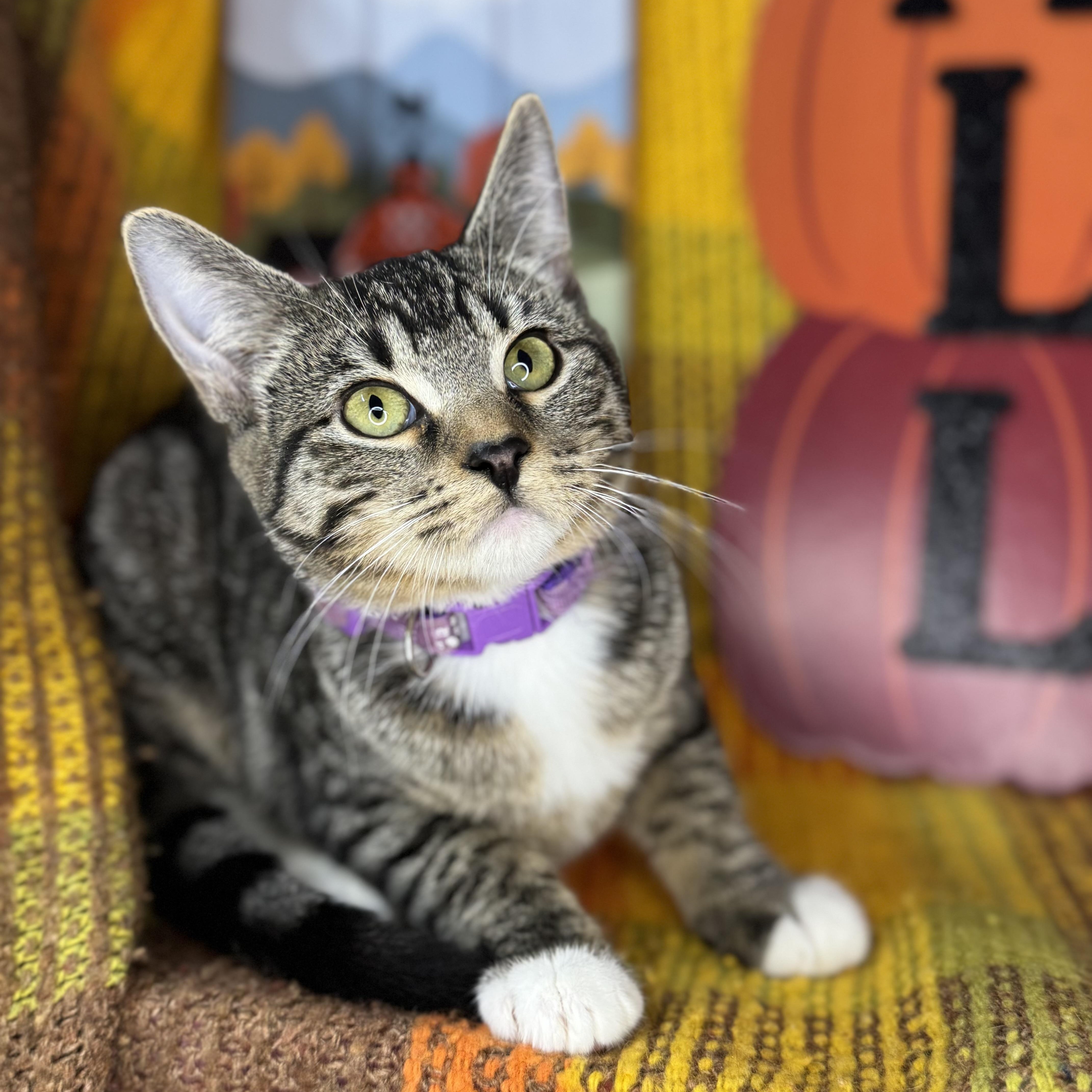 Enlarge Poppy, an adopted mixed breed in Mount Vernon, IL image 3/6