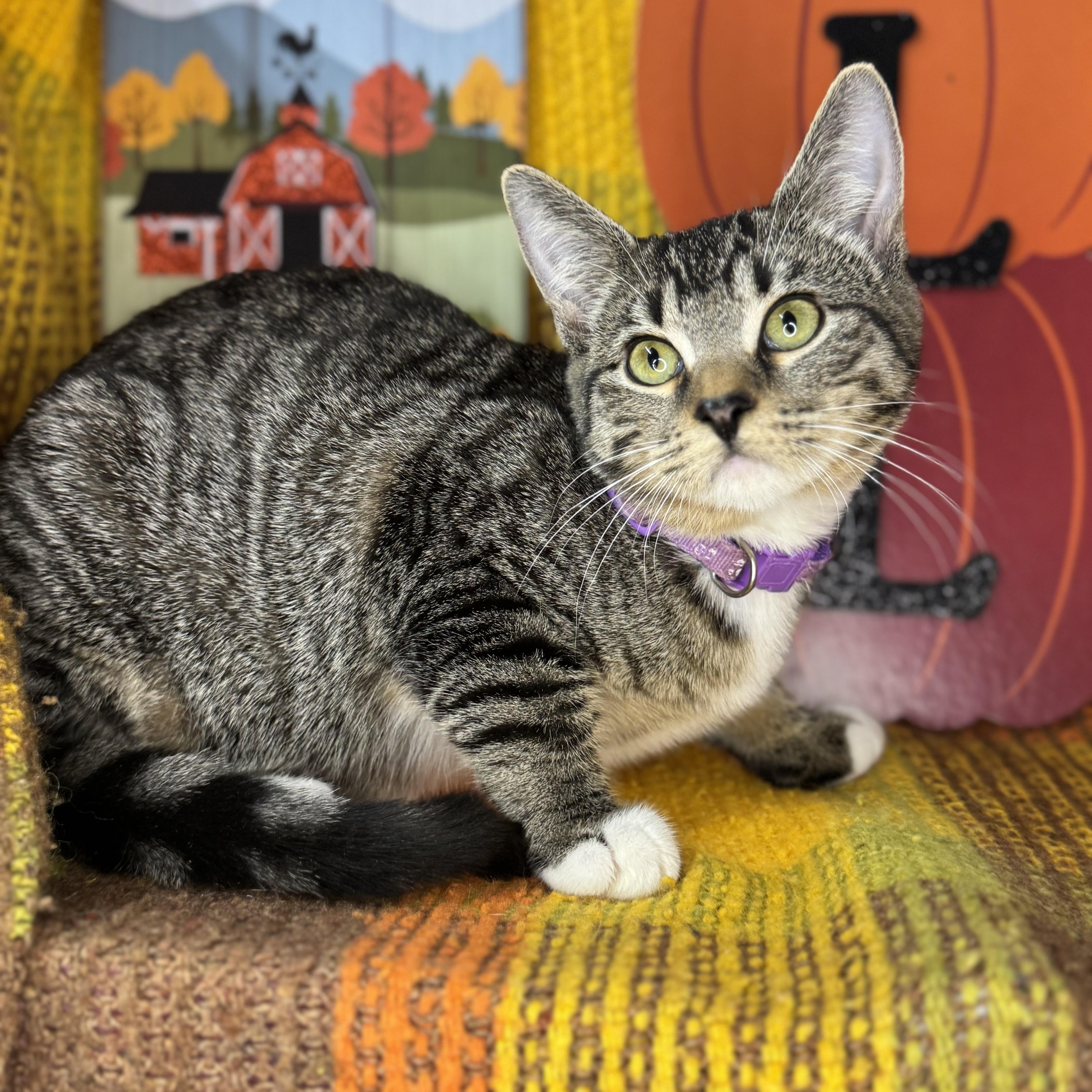 Enlarge Poppy, an adopted mixed breed in Mount Vernon, IL image 1/6