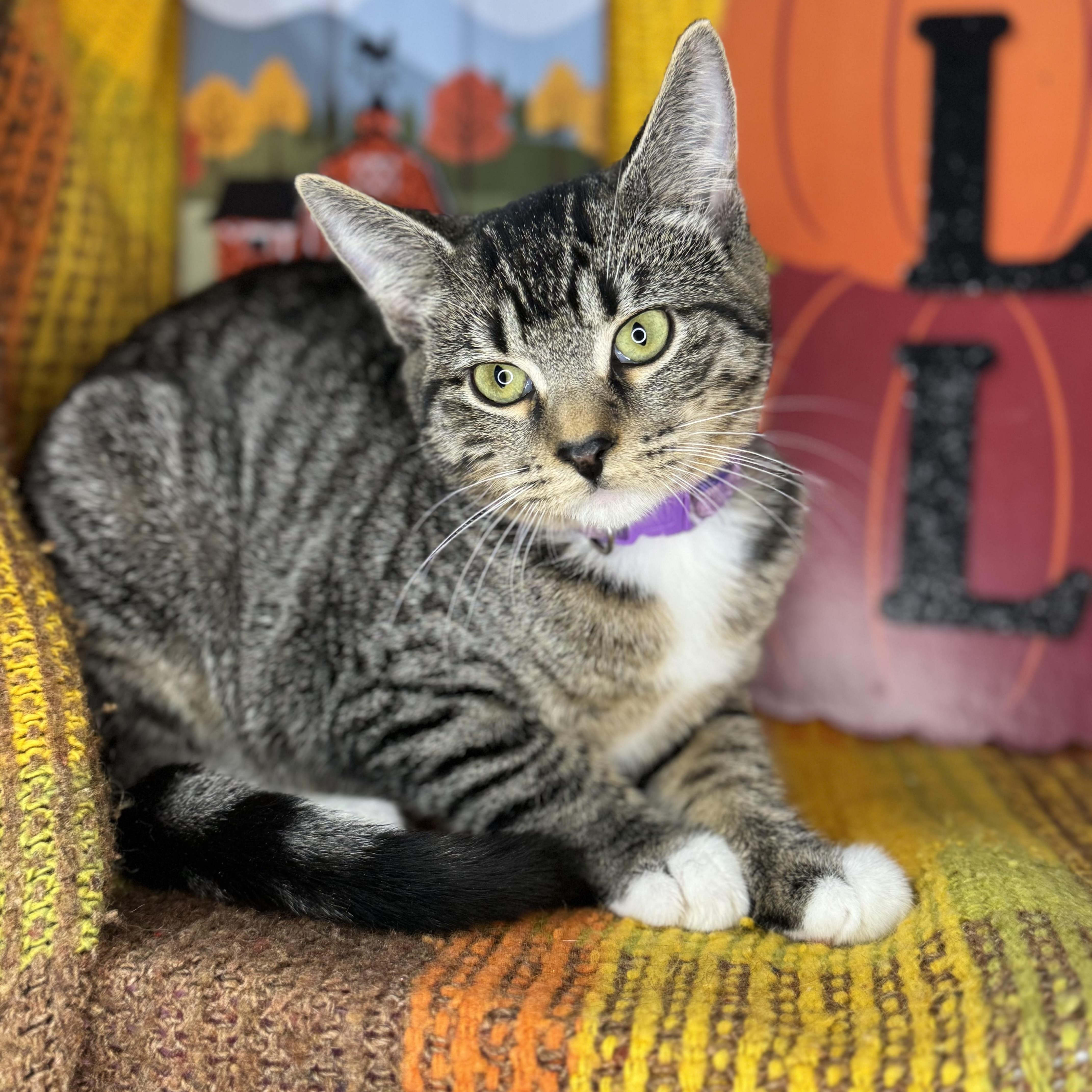 Enlarge Poppy, an adopted mixed breed in Mount Vernon, IL image 5/6