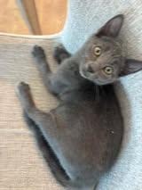 Cowboy Caviar, Adoptable, Kitten Male Domestic Short Hair.
