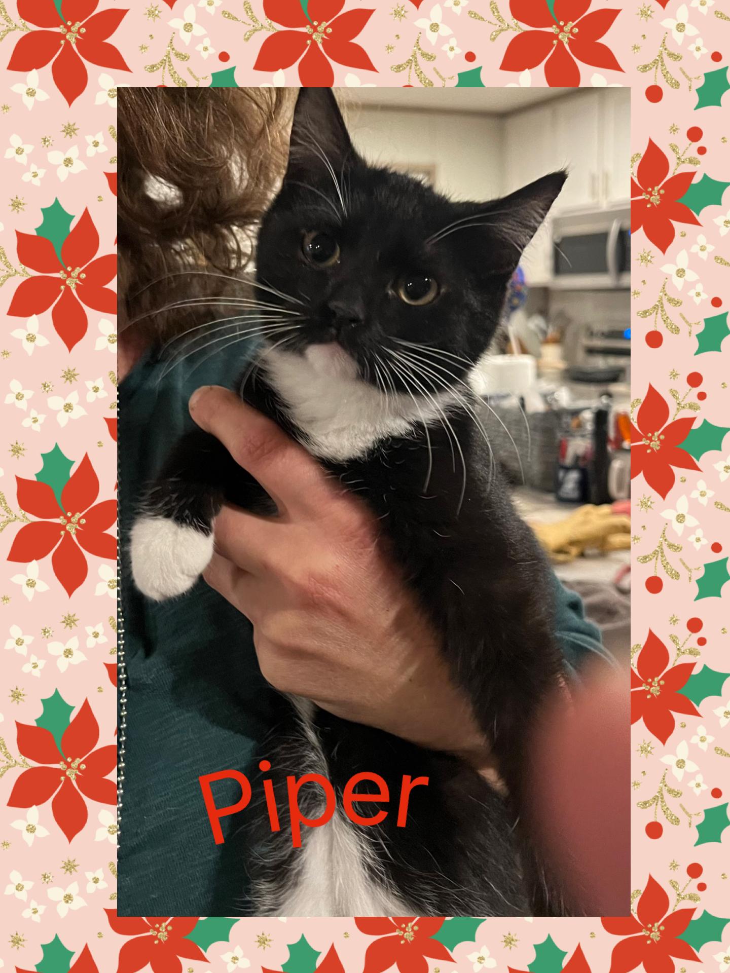 Enlarge Piper, a ADOPTABLE Tuxedo in Lebanon, MO image 1/1