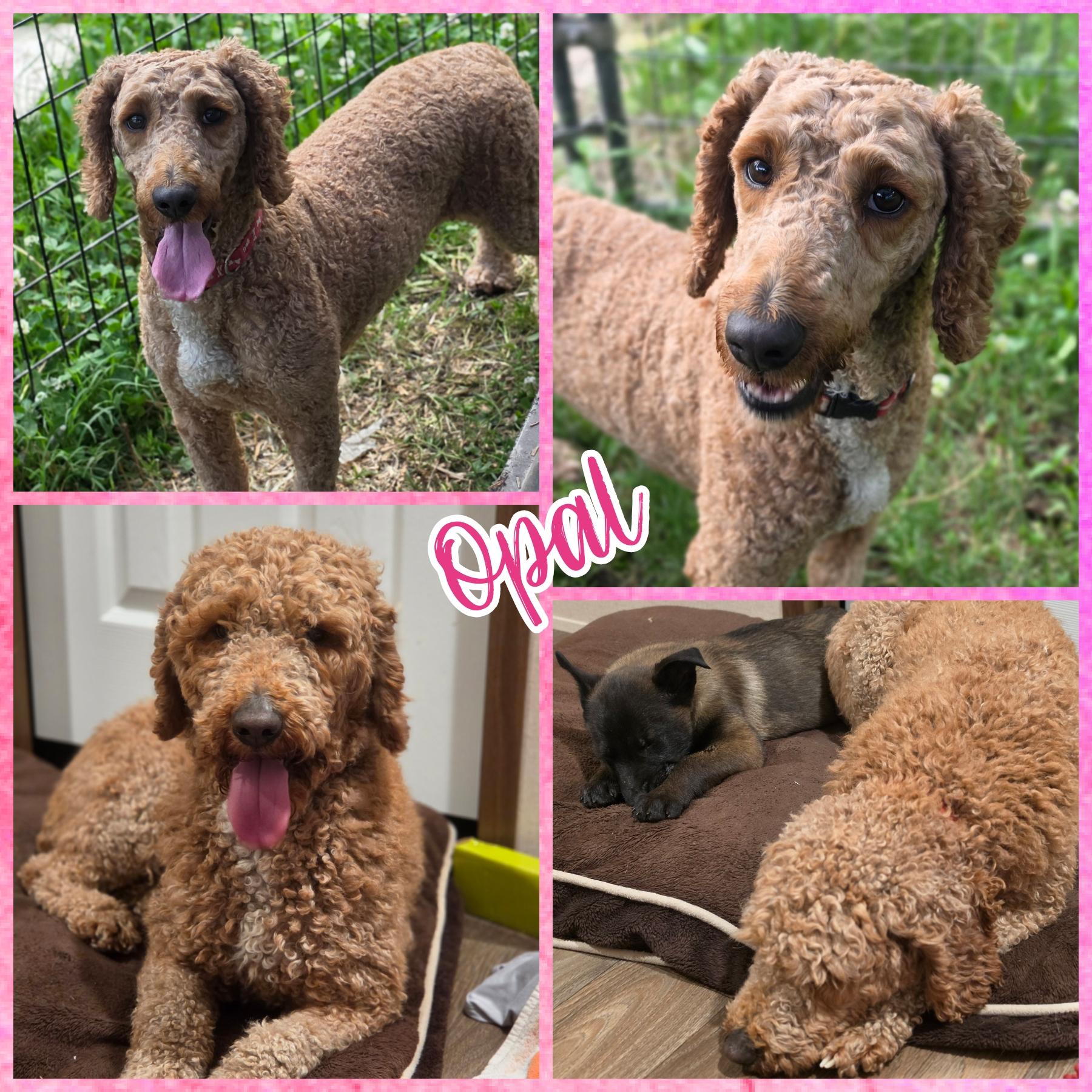 Opal, ADOPTABLE, Adult Female Poodle.