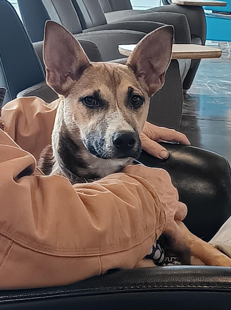 CC, Adoptable, Adult Female Mixed Breed.