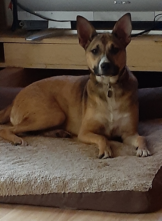 Enlarge CC, a Adoptable Mixed Breed in Bellevue, WA image 2/2