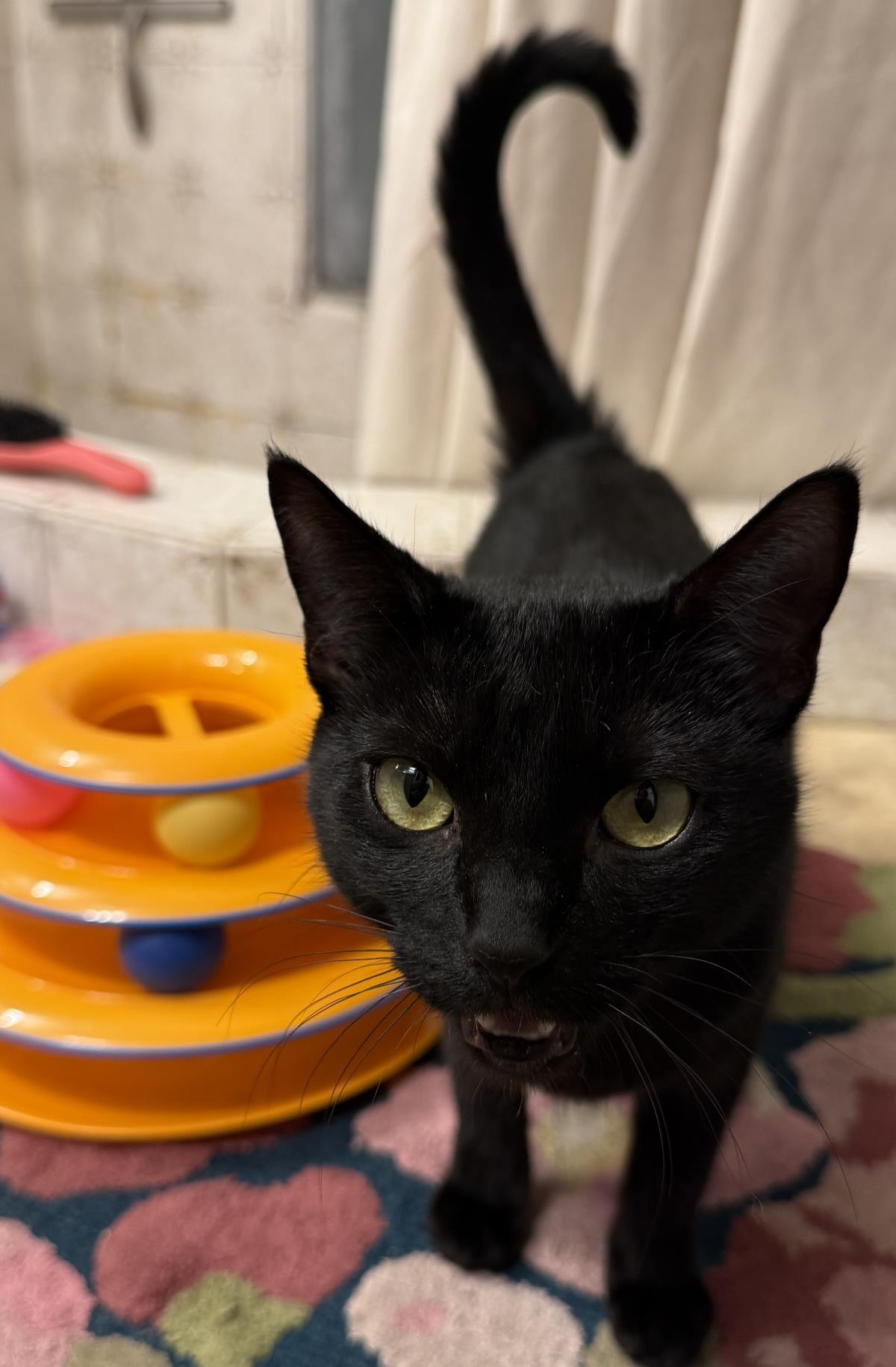 Pawla Abdul, a Adoptable Domestic Short Hair in Chandler, AZ image 2/3