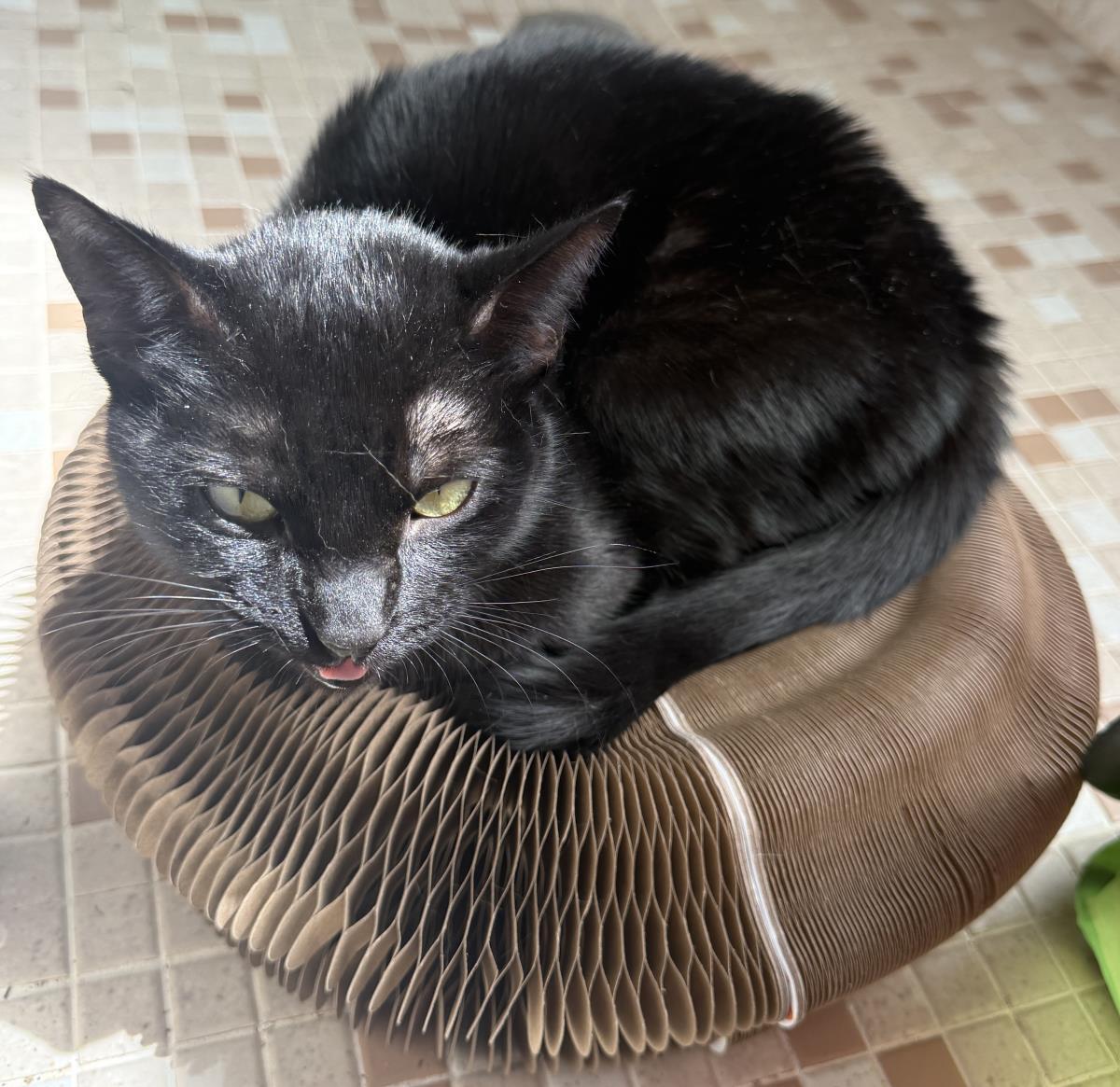 Pawla Abdul, Adoptable, Young Female Domestic Short Hair.
