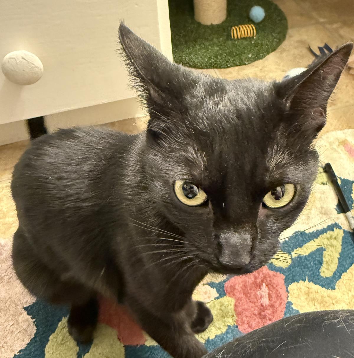 Pawla Abdul, a Adoptable Domestic Short Hair in Chandler, AZ image 3/3