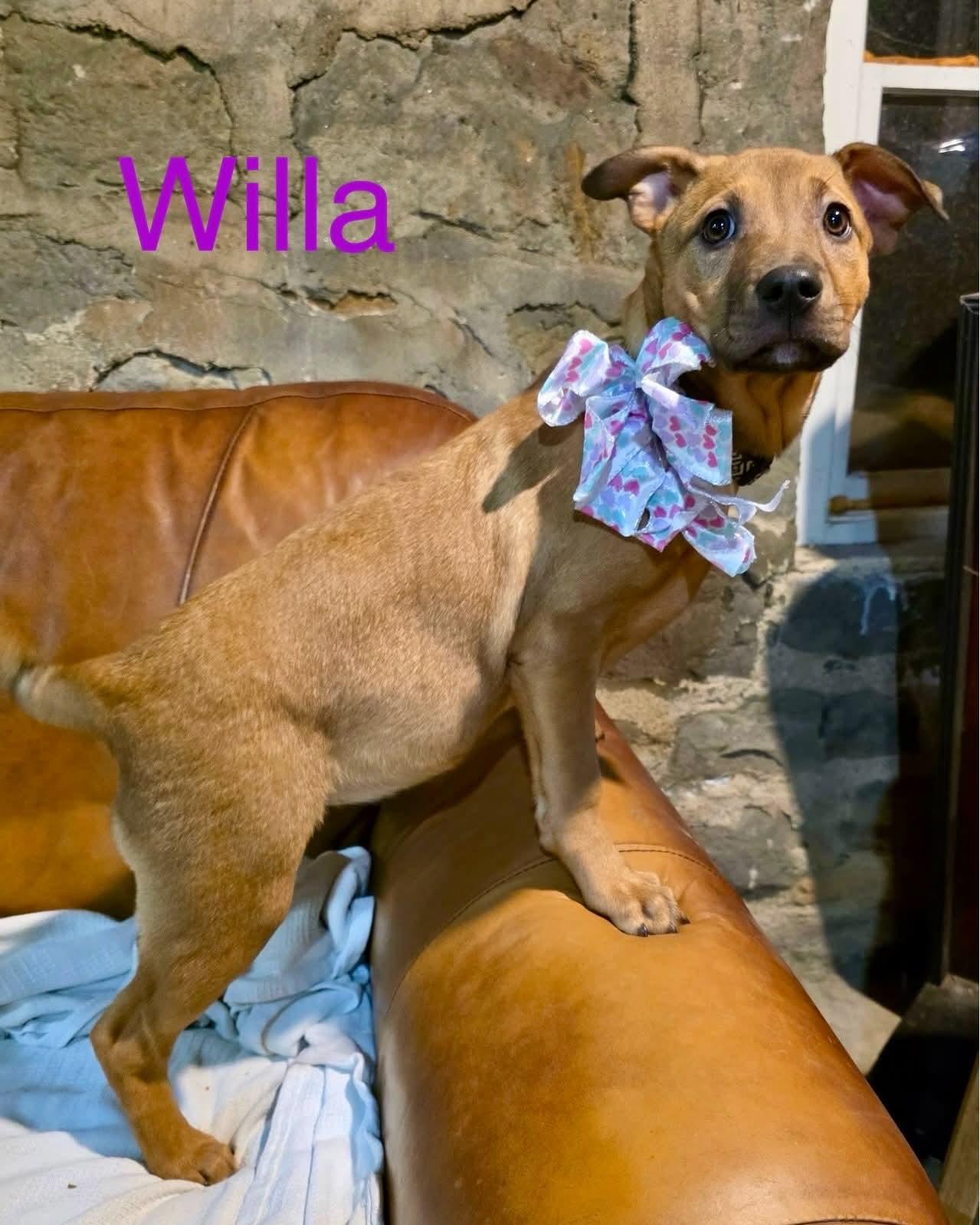 Willa, ADOPTABLE, Puppy Female Mountain Cur.
