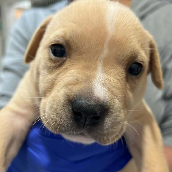 Emerald, Adoptable, Puppy Female Mixed Breed.