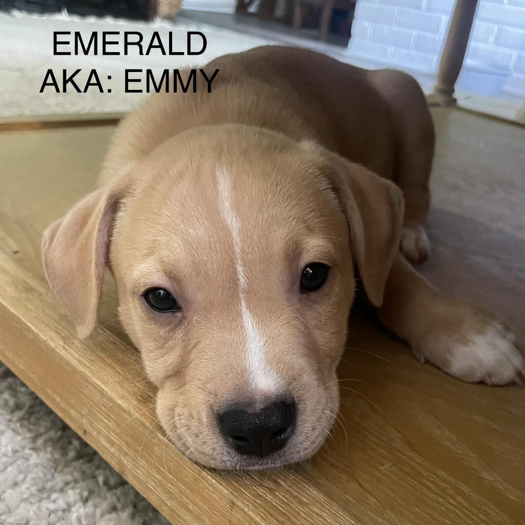 Enlarge Emerald, a Adoptable Mixed Breed in Seminole, FL image 2/2