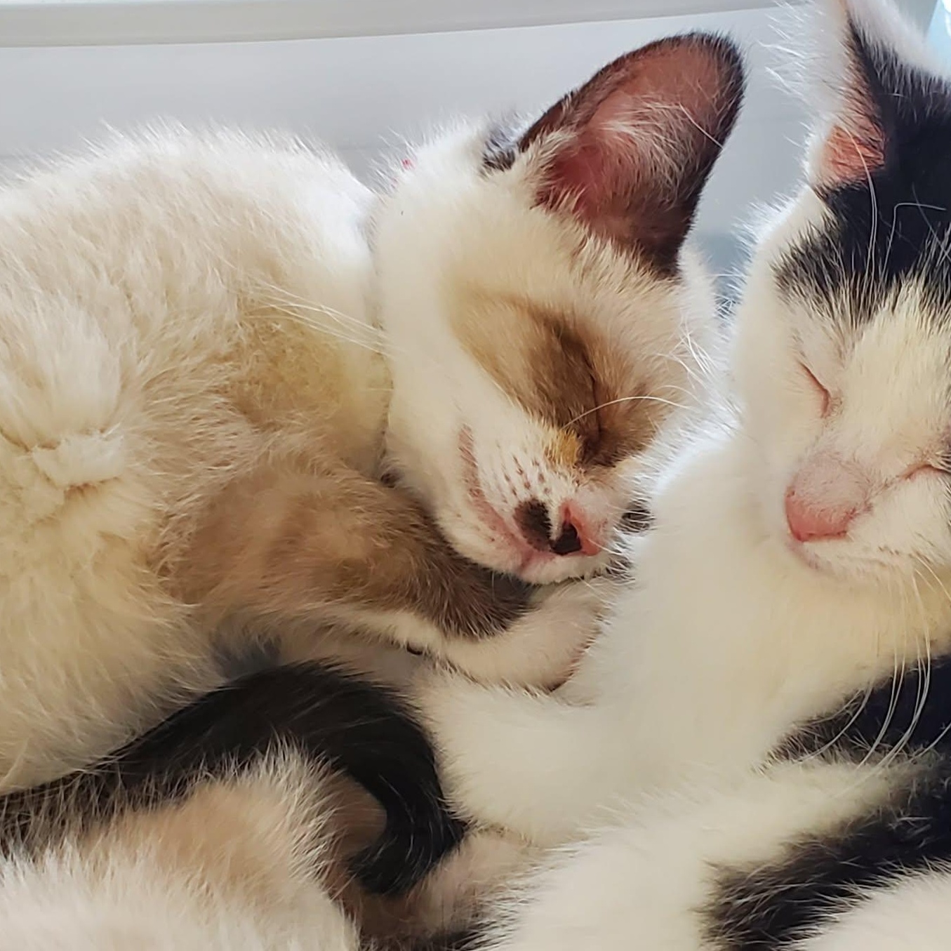 Enlarge Donut, an adopted Siamese in Fairborn, OH image 2/2