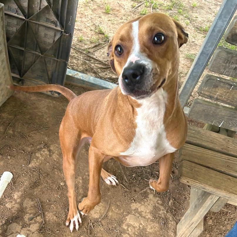 Copper, Adoptable, Adult Male Mixed Breed.