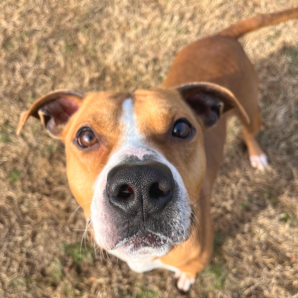 Copperhead, Adoptable, Adult Male Mixed Breed.