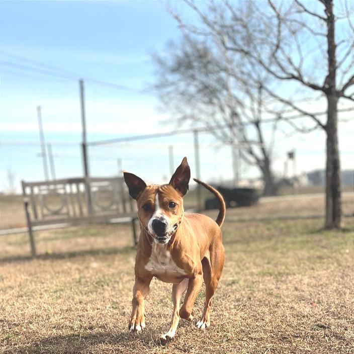 Enlarge Copperhead, a Adoptable Mixed Breed in Chattanooga, TN image 1/6