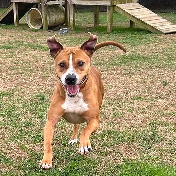 Enlarge Copperhead, a Adoptable Mixed Breed in Chattanooga, TN image 2/6