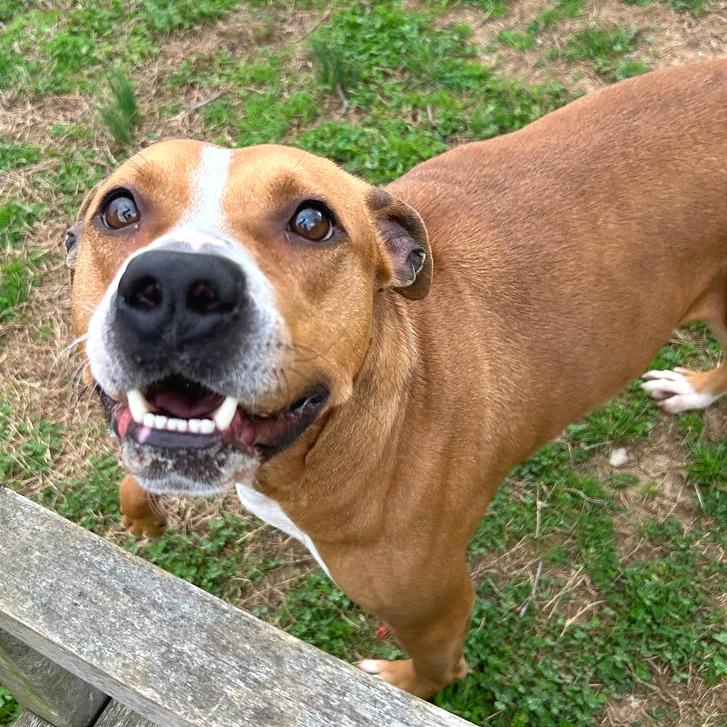 Enlarge Copperhead, a Adoptable Mixed Breed in Chattanooga, TN image 3/6