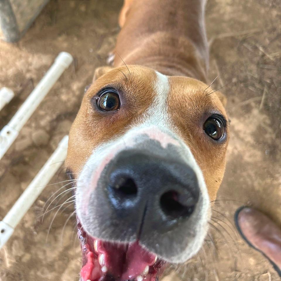 Enlarge Copper, a Adoptable Mixed Breed in Chattanooga, TN image 2/6