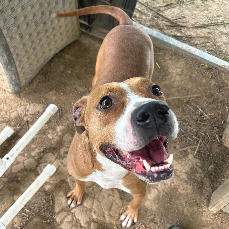 Enlarge Copper, a Adoptable Mixed Breed in Chattanooga, TN image 3/6