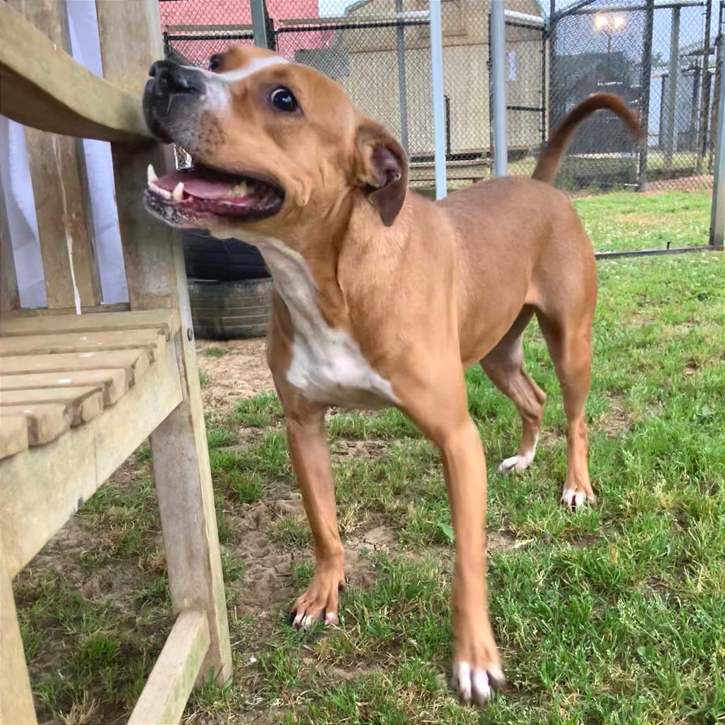 Enlarge Copper, a Adoptable Mixed Breed in Chattanooga, TN image 4/6