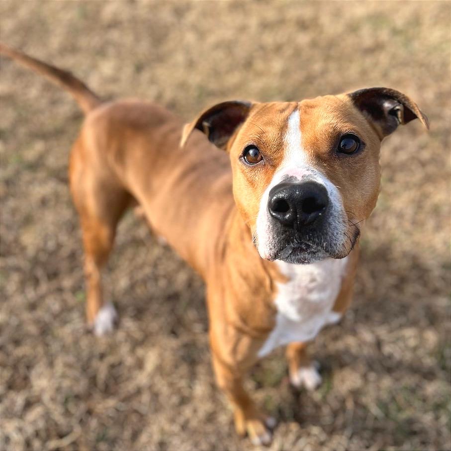 Enlarge Copperhead, a Adoptable Mixed Breed in Chattanooga, TN image 4/6