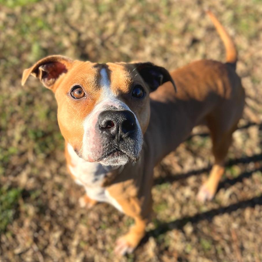 Enlarge Copperhead, a Adoptable Mixed Breed in Chattanooga, TN image 1/3