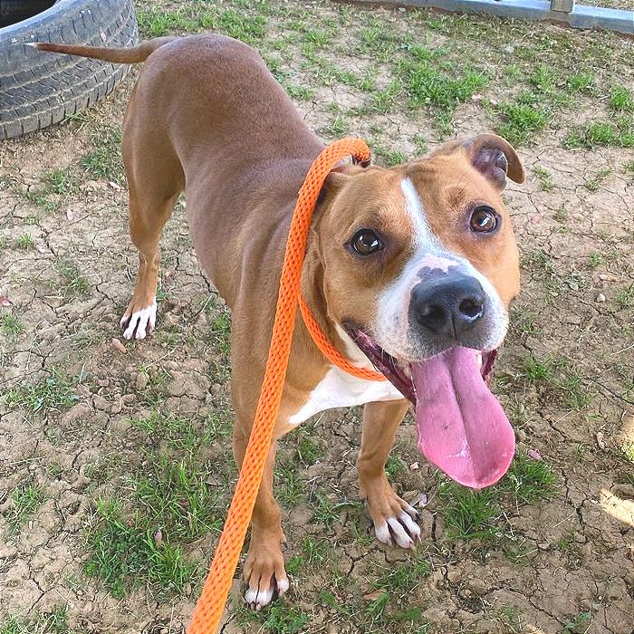 Enlarge Copperhead, a Adoptable Mixed Breed in Chattanooga, TN image 6/6