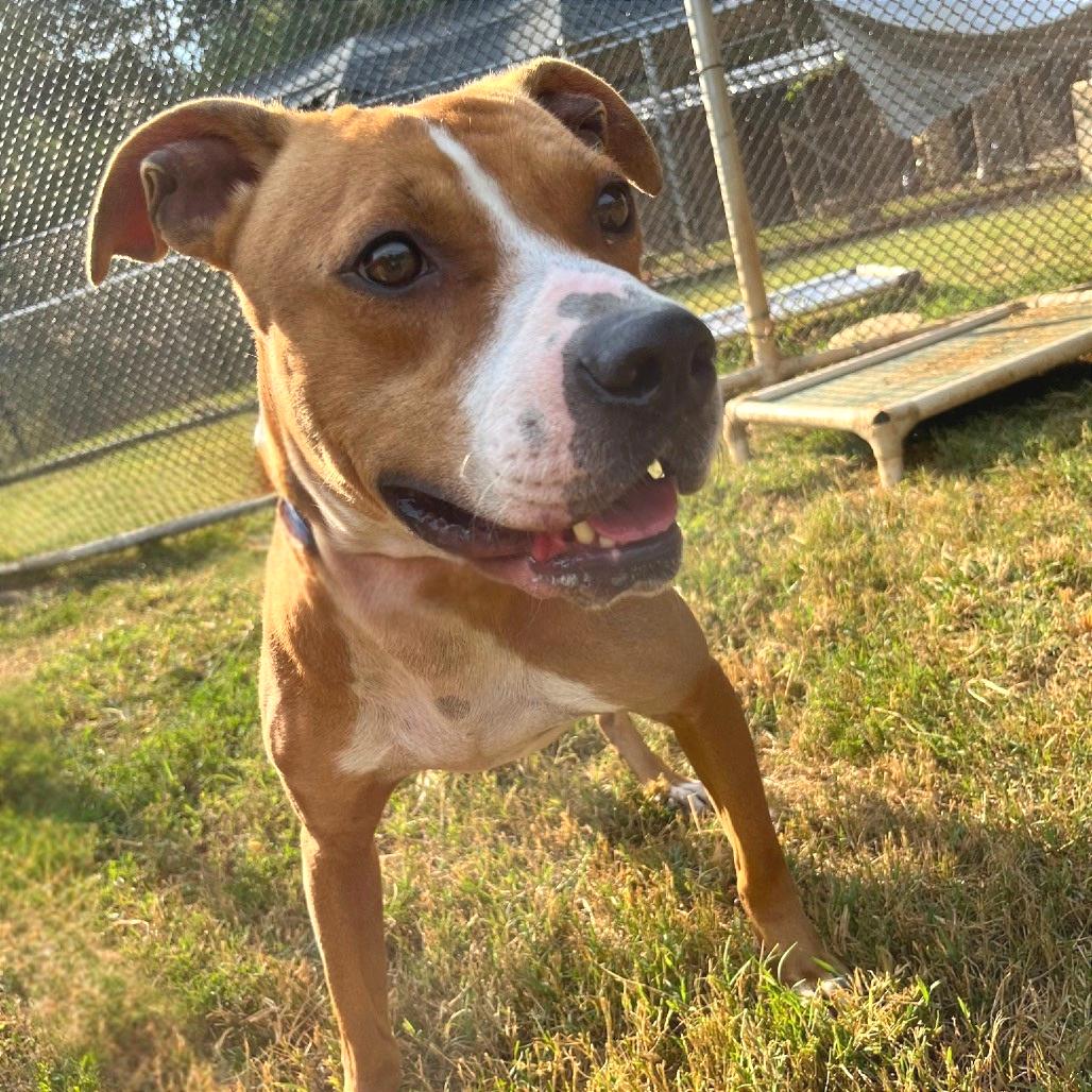 Enlarge Copperhead, a Adoptable Mixed Breed in Chattanooga, TN image 2/3