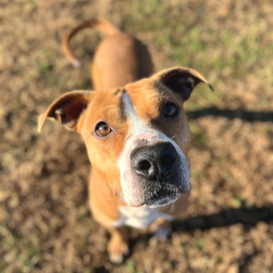 Enlarge Copperhead, a Adoptable Mixed Breed in Chattanooga, TN image 3/3