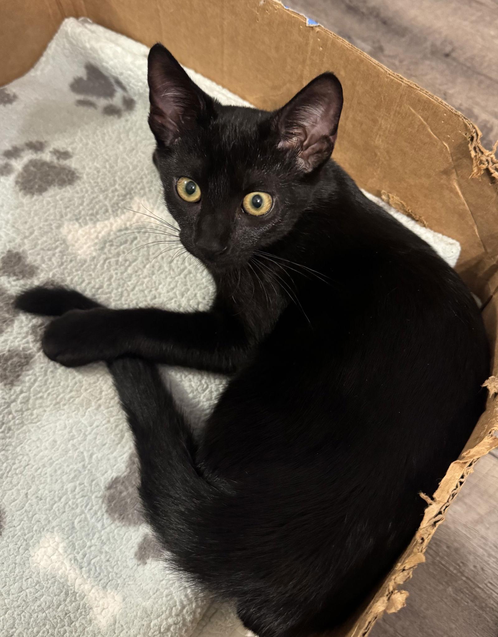 Taos, Adoptable, Young Female Domestic Short Hair.