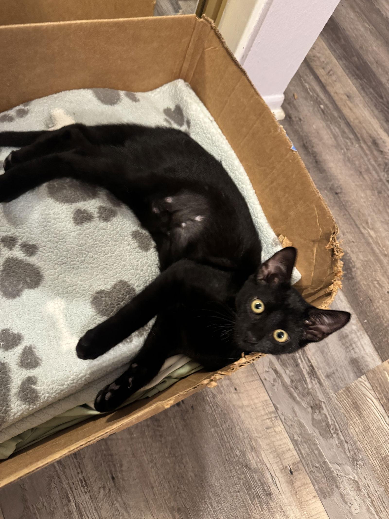 Enlarge Taos, a Adopted Domestic Short Hair in Mission Viejo, CA image 2/3